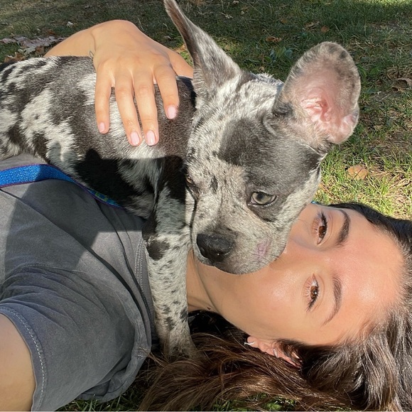 dive_assad